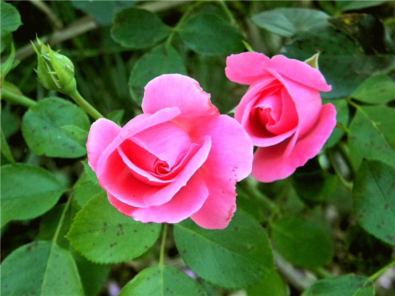 宣布结婚的朋友圈说说,扯了结婚证发朋友圈的句子(39句)