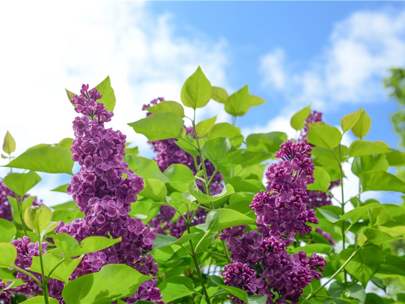 桂花飘香秋意浓的说说,早上闻到桂花香的说说(39句)