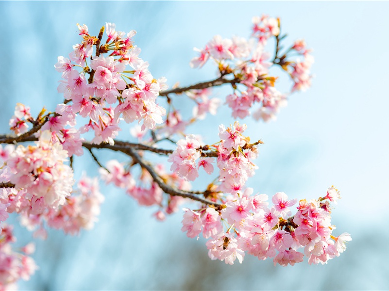 白莲花常说的话(44句)