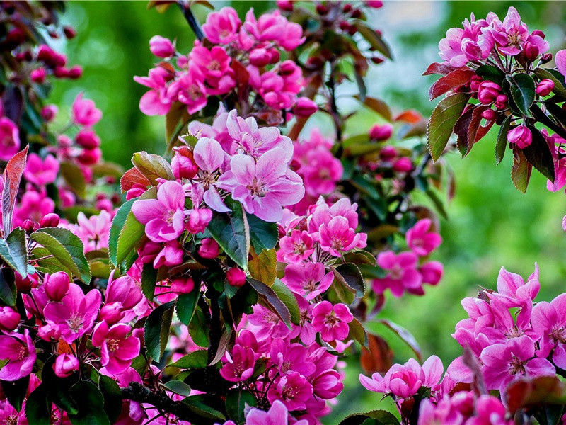桂花飘香秋意浓的说说,早上闻到桂花香的说说(39句)