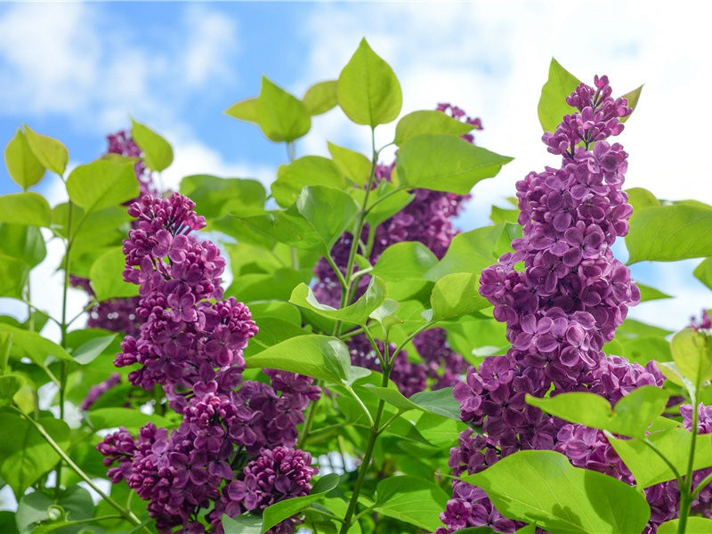 生日祝福语简短独特,老公生日简短走心的句子(69句)