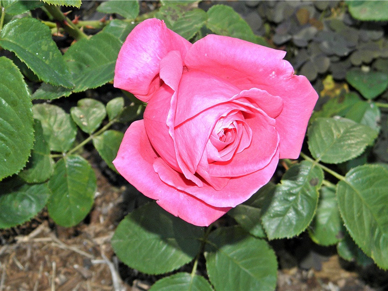 朋友圈晒花的说说心情短语,表达喜欢养花花草草的句子(40句)