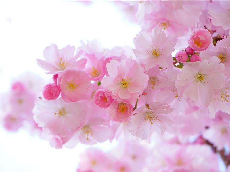 元旦祝福语,适合新的一年发朋友圈的句子(30句)