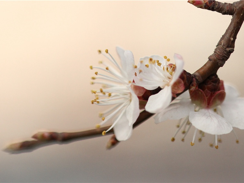 关于师生恋的句子(22句)