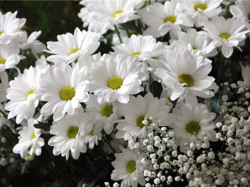 教师节寄语简短一点(30句)