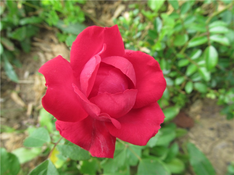有关春花的句子(82句)