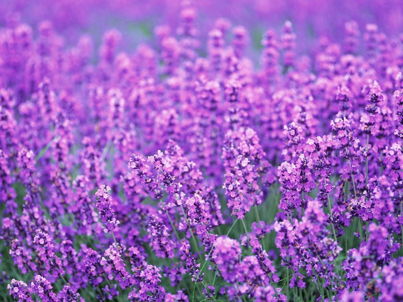赞美百合花的优雅句子,百合花发朋友圈心情的句子(22句)