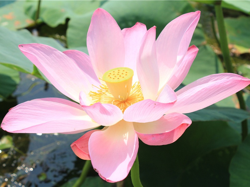 早晨的阳光唯美句子(28句)