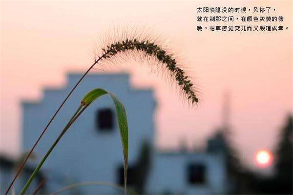 佛心禅语短句(45句)