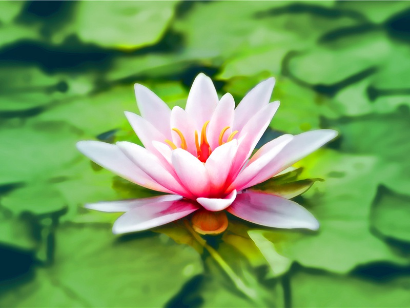 护士节赞美护士的句子(35句)