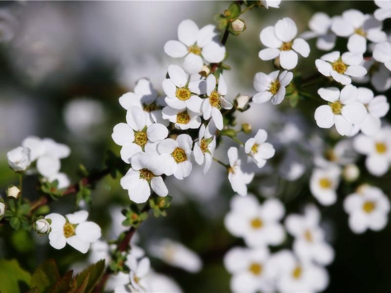 教师节发抖音感恩的句子(35句)
