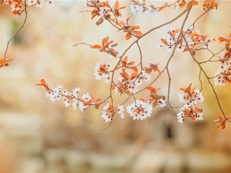 晚安语朋友圈(30句)