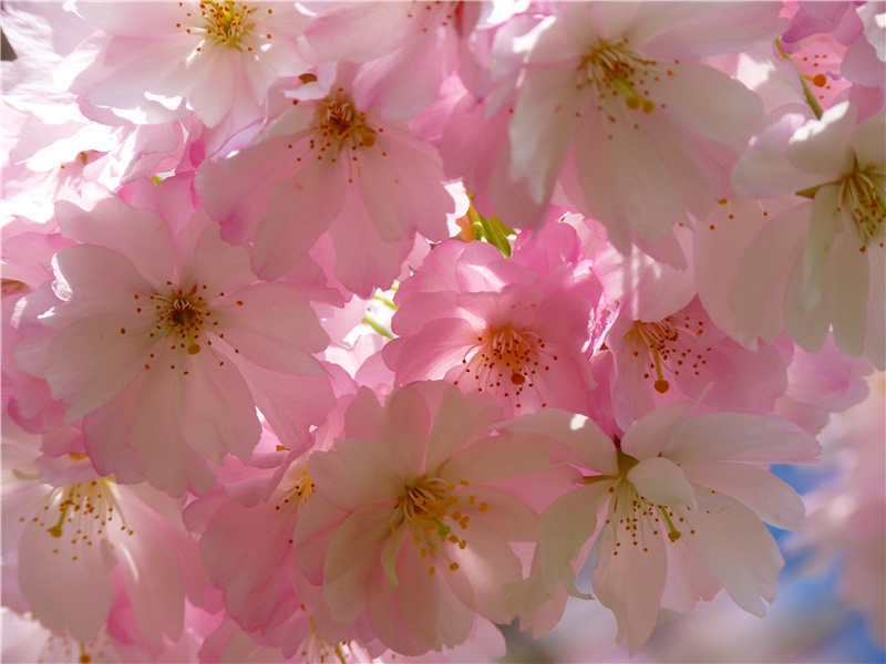 教师节祝福老师的句子(30句)