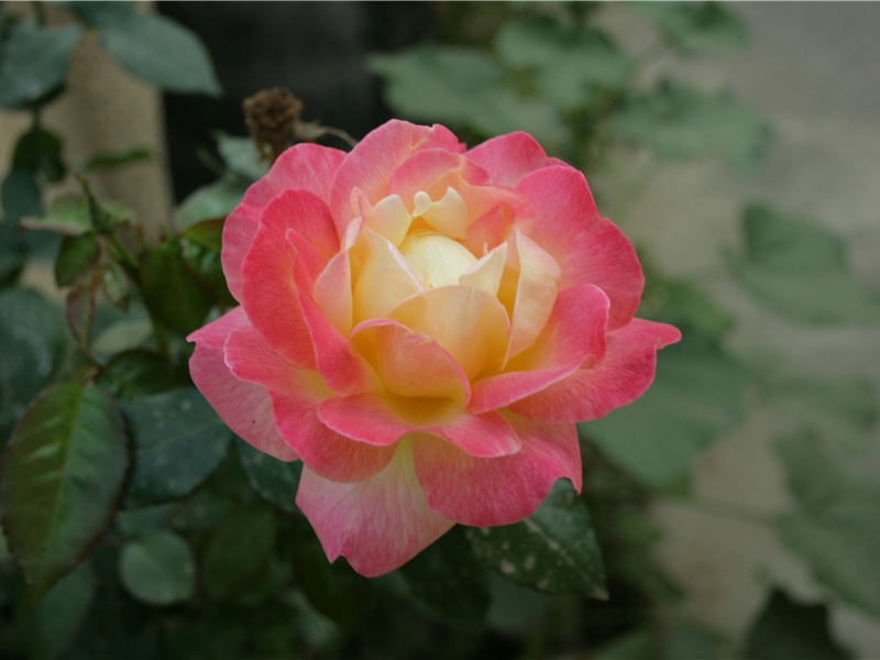 晚安经典句子(30句)