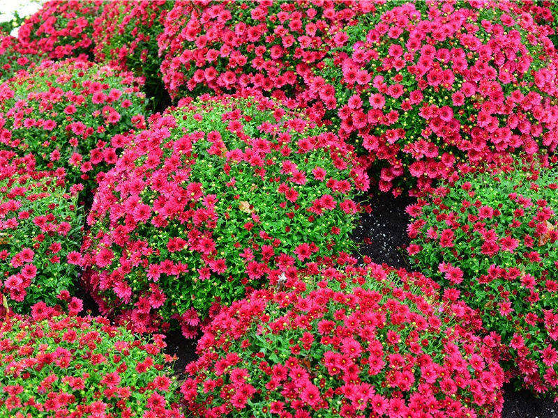 圣诞节给小朋友的简短祝福语(76句)
