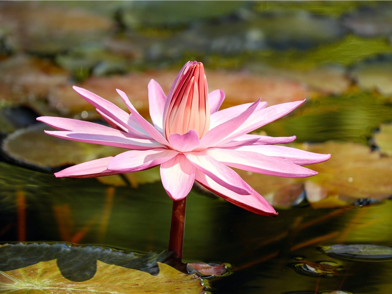 晚安祝福语正能量(30句)