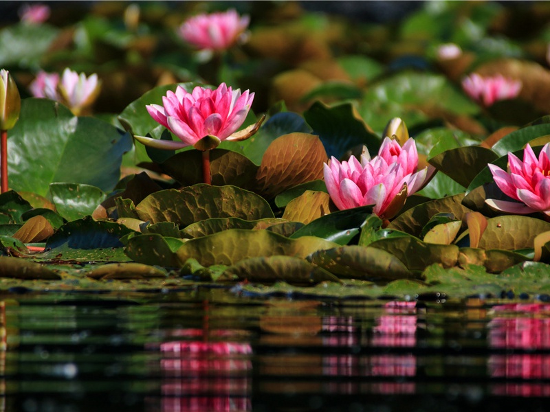 花钱买气受的心情说说(21句)