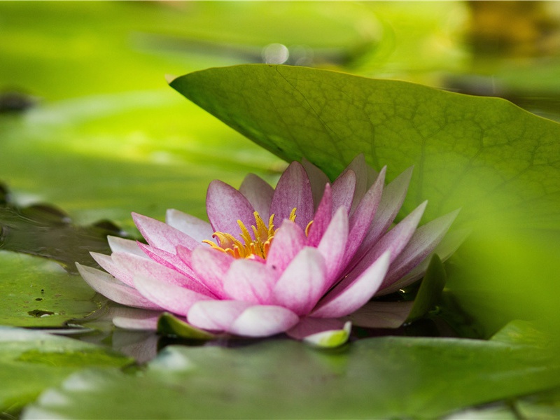 送给孩子的六一儿童节祝福语(70句)