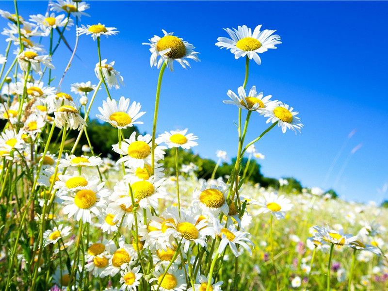 经典霜降节气祝福微信(30句)