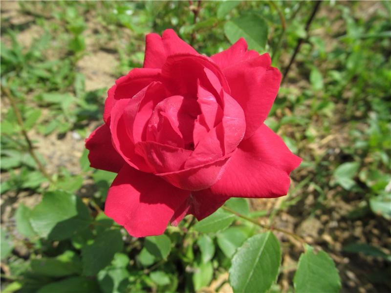 简短的结婚祝福语句(40句)