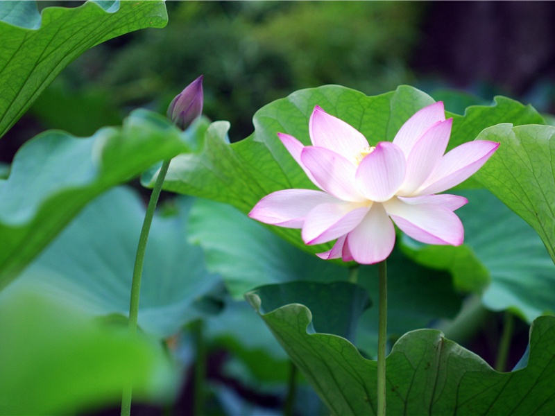 祝福教师节快乐的说说(72句)