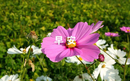 早安问候语简短一句话 微信朋友圈早安问候语 昨晚哭泣过今天也要微笑