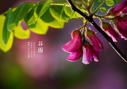2020最新描写谷雨的优美句子合集 好听有意境的谷雨句子