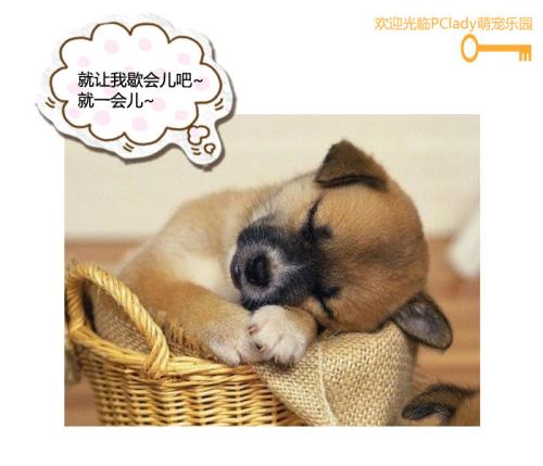 我好累的句子