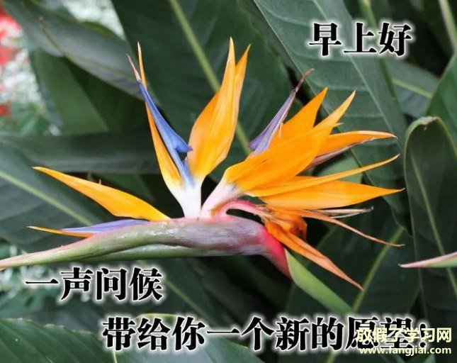 早上好图片 最新图片