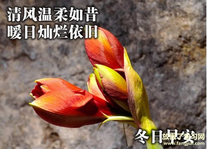 冬日温馨的早上好祝福图片点赞率最高的壁纸