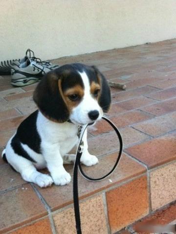 米格鲁猎兔犬 米格鲁猎兔犬