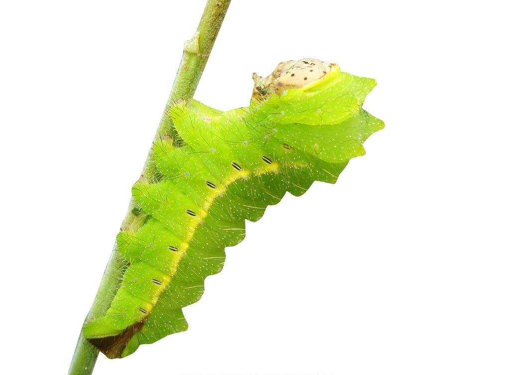 阿荣旗柞蚕