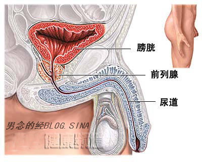 男性生殖结构图 男性生殖结构图