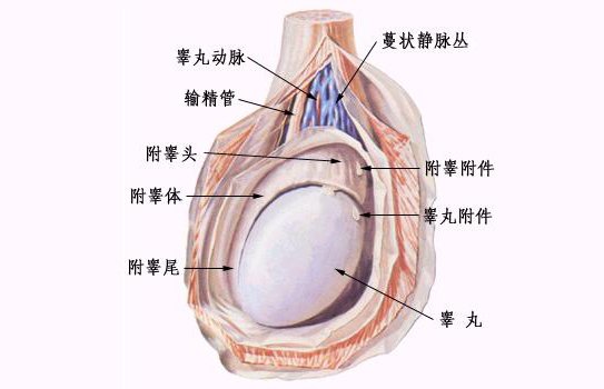 睪丸痛