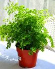 家居植物 家居植物