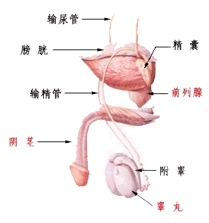 男性生殖器构造图 男性生殖器构造图