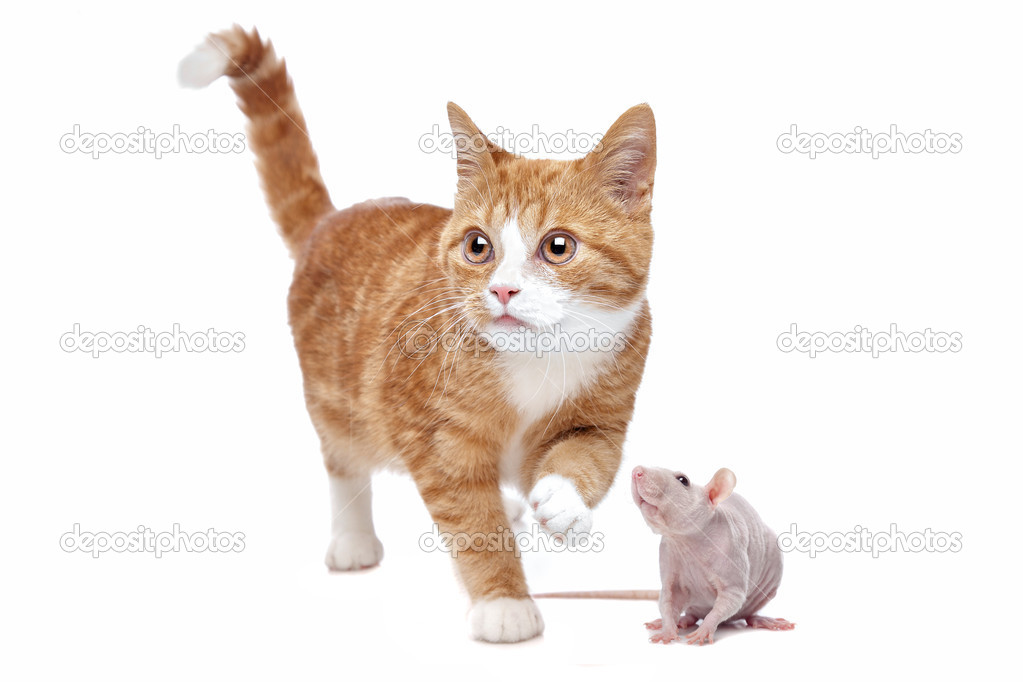 狮猫斗硕鼠