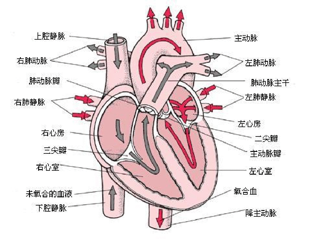 肺循环