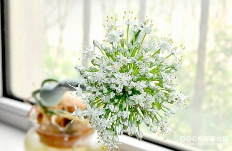 洋葱花 洋葱花