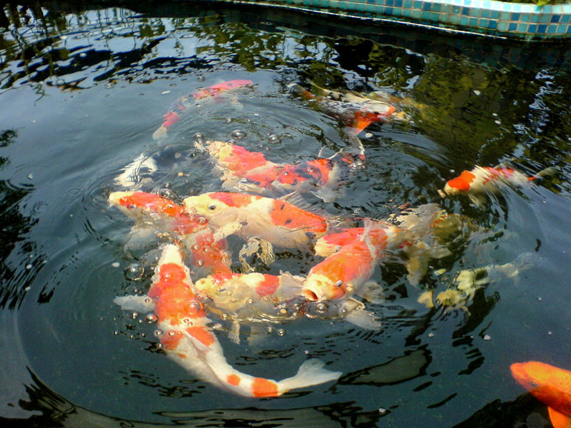 锦鲤(图4) 锦鲤(图4)