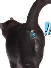 twinkle tush twinkle tush