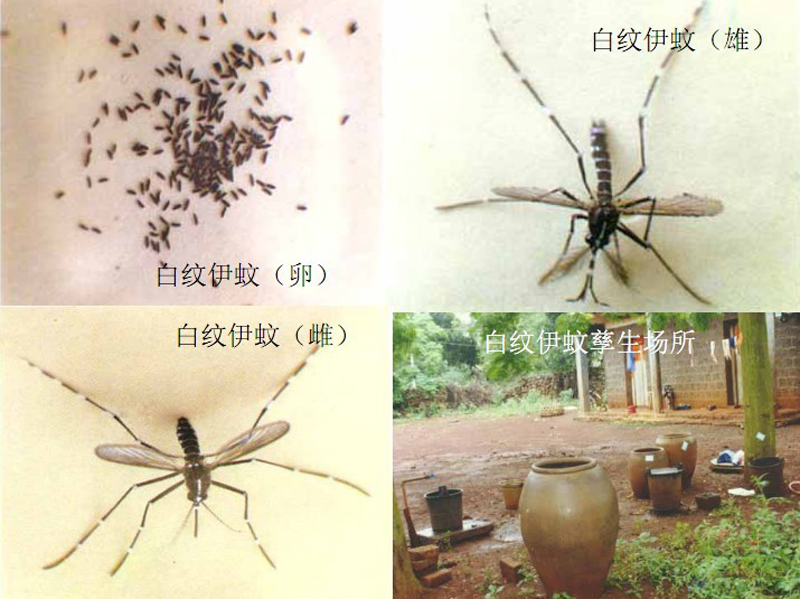 花斑蚊的形态 花斑蚊的形态