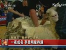 躲羊羊 躲羊羊