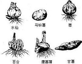 植物营养繁殖 植物营养繁殖