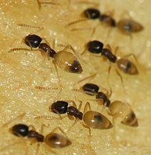 黑头酸臭蚁(Tapinoma melanocephalum)的工蚁正在取食 黑头酸臭蚁(Tapinoma melanocephalum)的工蚁正在取食