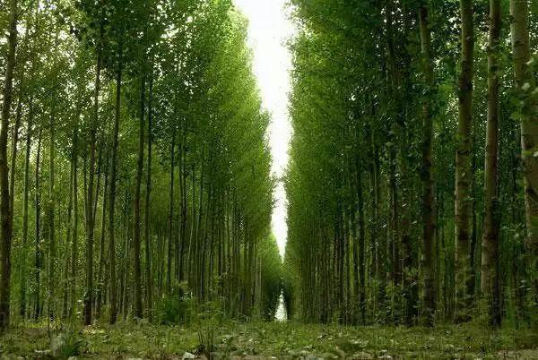 人工造林