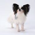 荷兰蝴蝶犬