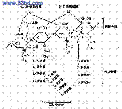 革兰氏阳性细菌 革兰氏阳性细菌