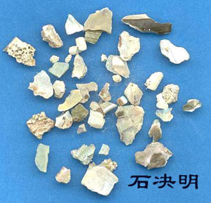 石决明 石决明