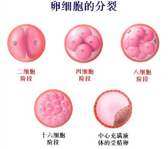 卵细胞的分裂 卵细胞的分裂